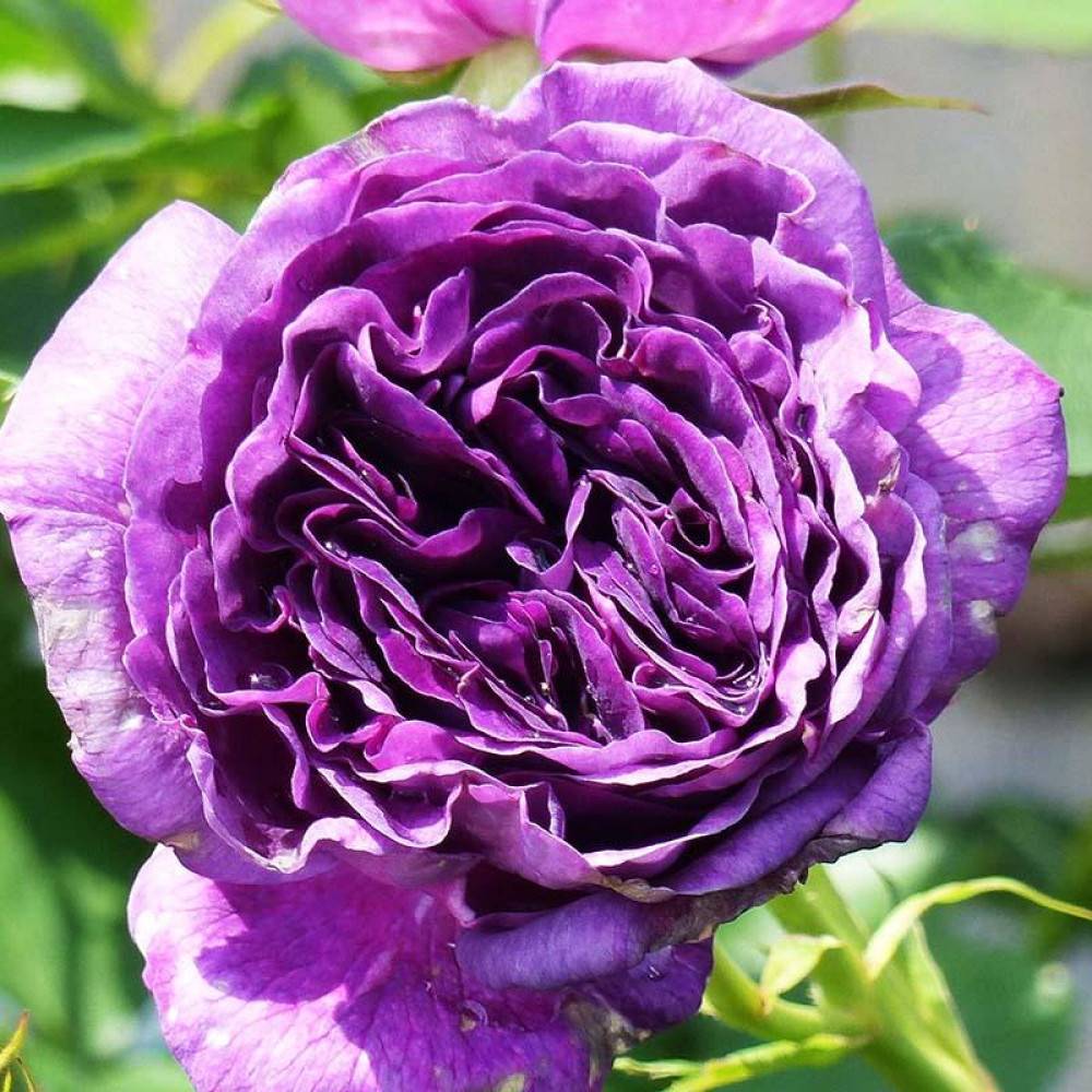 Описание сорта розы минерва: как ухаживать за бельгийским кустарником, цветение