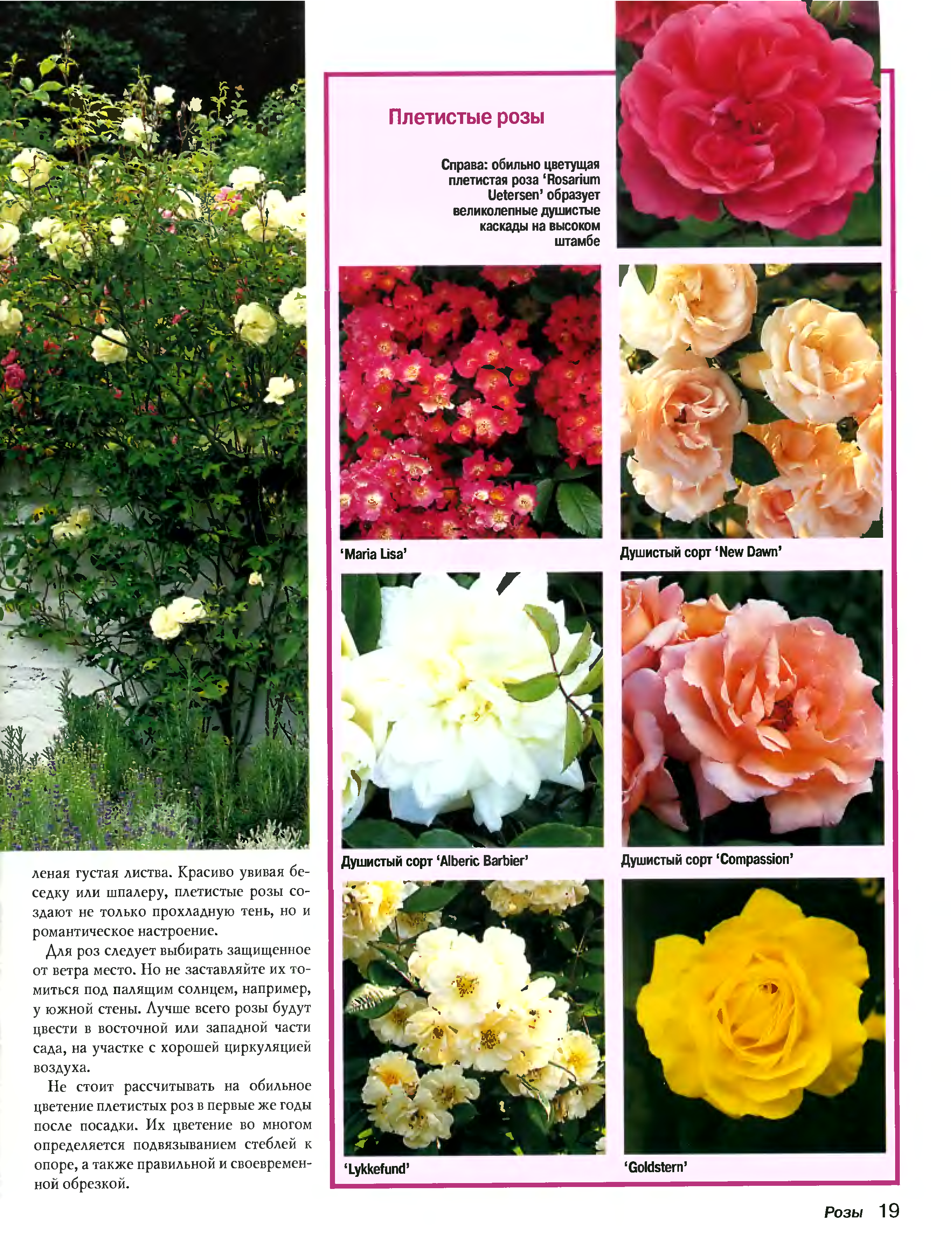 Плетистая роза флорентина, фото и описание