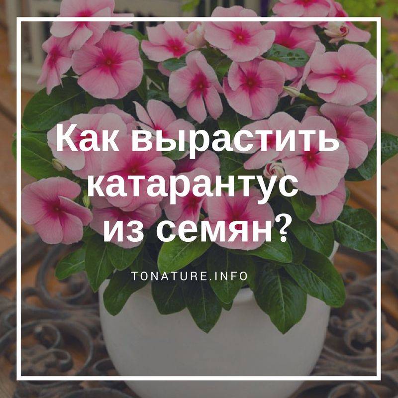 ᐉ ампельный катарантус: уход в домашних условиях, фото, выращивание из семян - roza-zanoza.ru