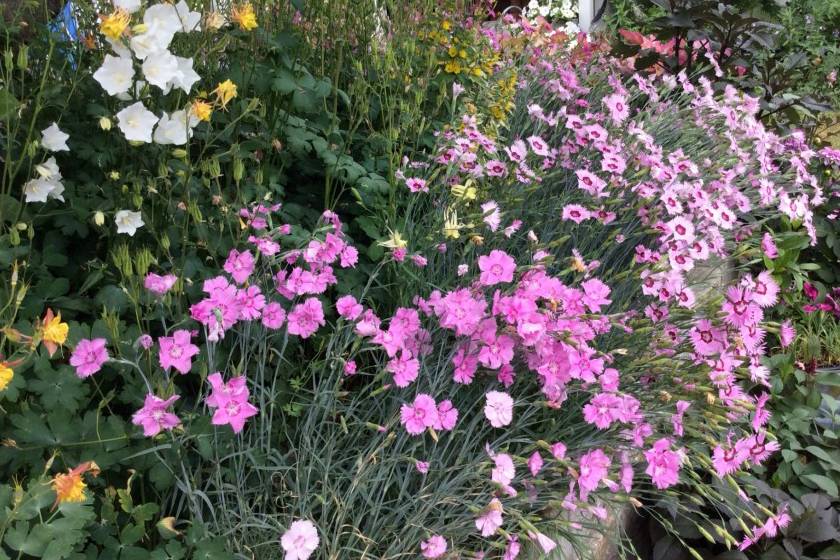 Гвоздика многолетная садовая: сорта и виды с фото