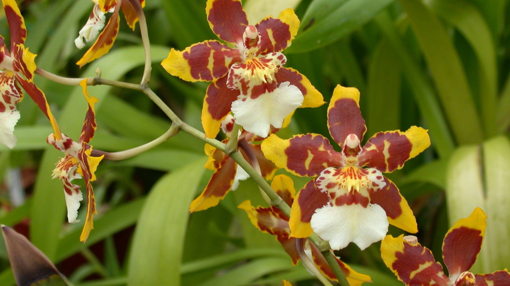 Камбрии - симподиальные орхидеи - домашние растения