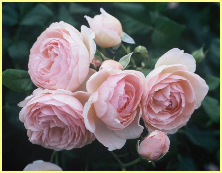 Описание сортовой розы арлекин мьям декор: выращивание паркового плетистого цветка