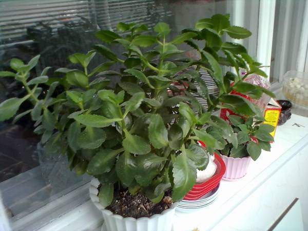 Цветущий каланхоэ не цветет: почему нет бутонов в домашних условиях и растение вытягивается, что делать, чтобы зацвел, как ухаживать?