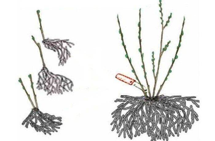 Как размножить лаванду черенками: пошаговая инструкция
