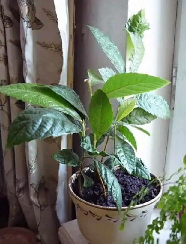 Дерево мушмула: фото, как посадить и вырастить в домашних условиях цветок и получить ягоды
