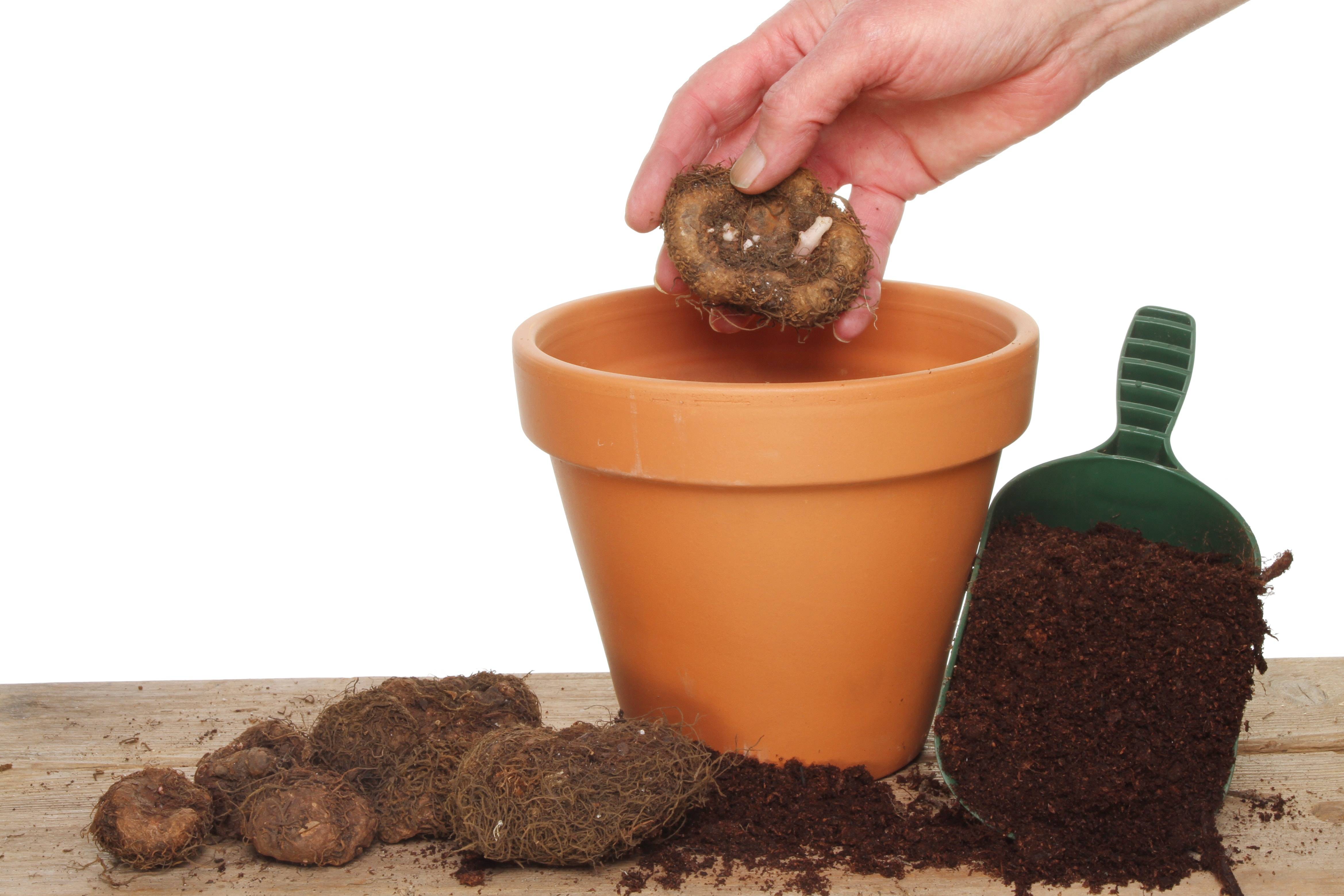 Когда и как посадить клубни бегонии в горшок для проращивания - оазис в доме