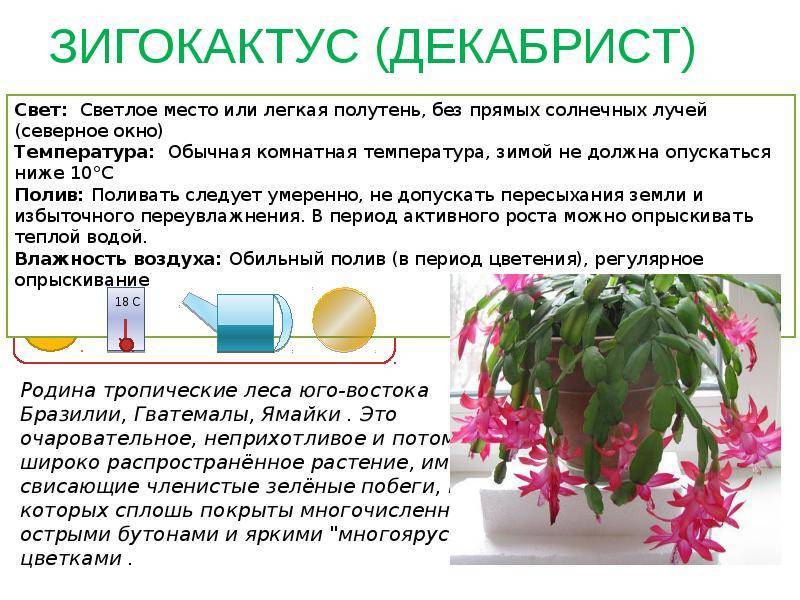 Кактус эпифиллум (epiphyllum): особенности рода, как вырастить