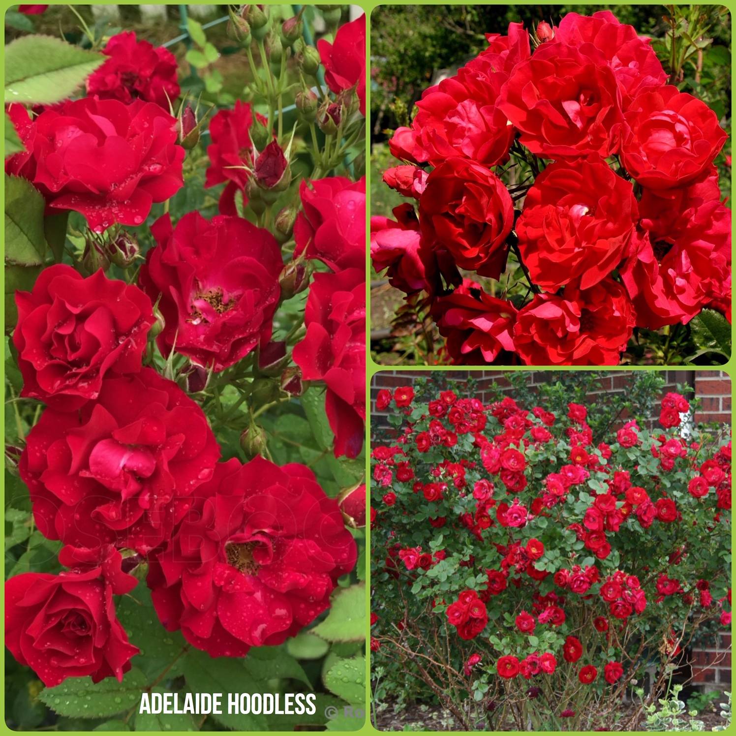 Уход за парковыми розами. роза канадская парковая аделаида худлесс adelaide hoodless rose