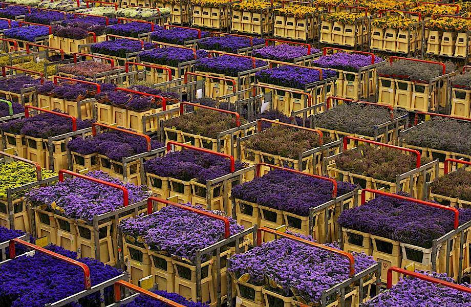 Цветочные аукционы в голландии