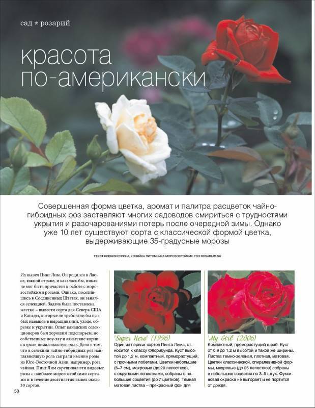 Пионовидные розы: лучшие сорта, по мнению экспертов и отзывам покупателей