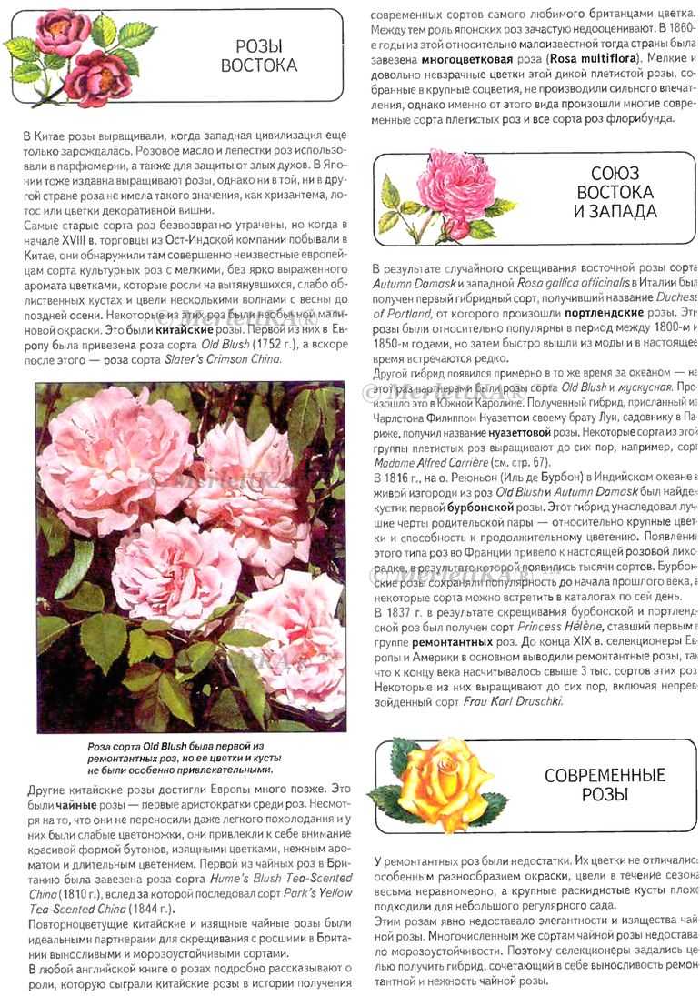 Роза флорентина (florentina) — что это за уникальный сорт