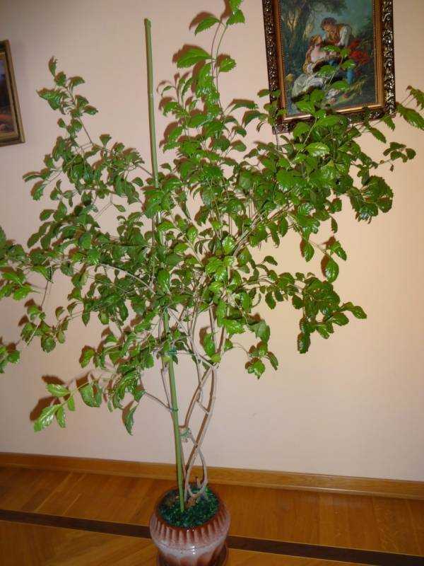 ✅ комнатное растение березка и уход за ним в домашних условиях - сад62.рф