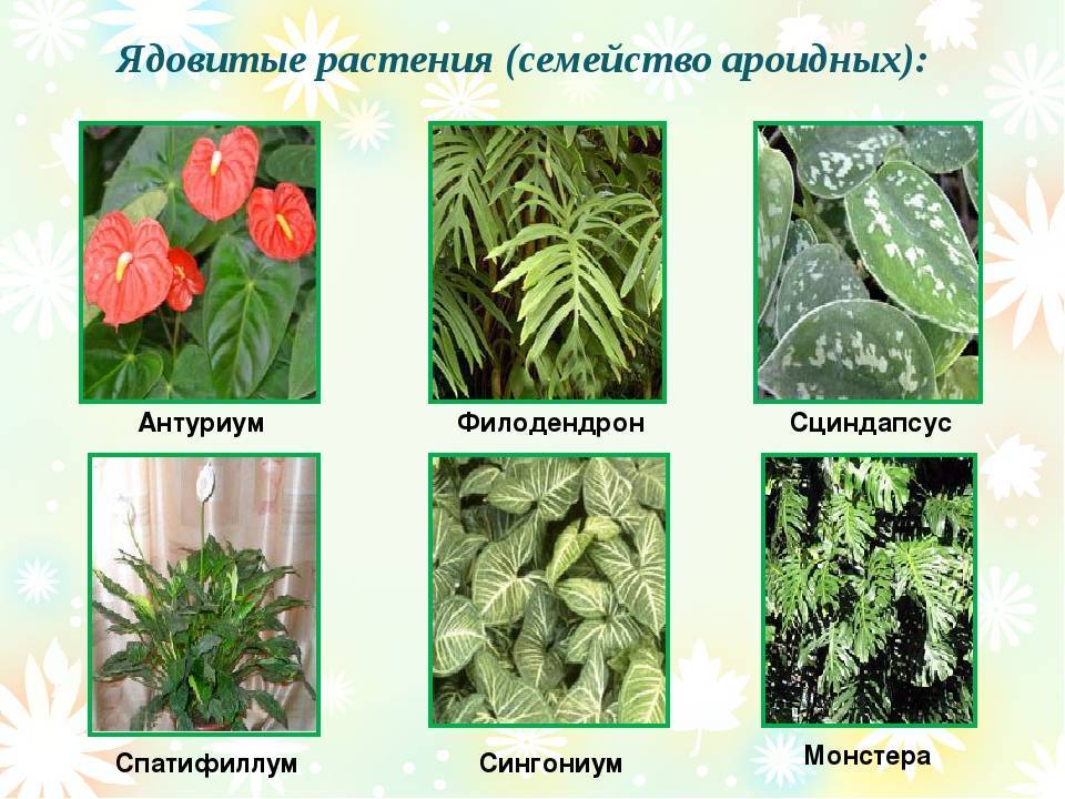 Ароидные araceae - описание, группы ароидных, уход и размножение