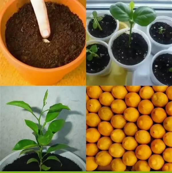 Как выращивать лимон из косточки в домашних условиях в горшке: можно ли прорастить черенок, как размножается