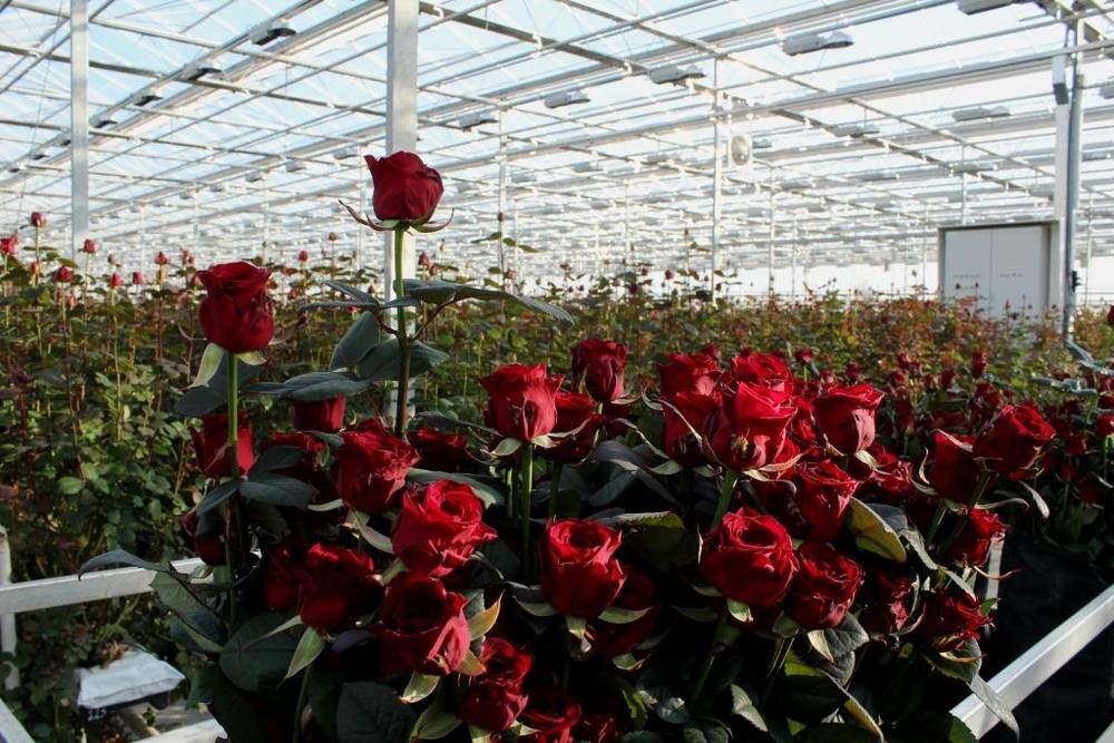 Голландские розы: популярные сорта и особенности выращивания