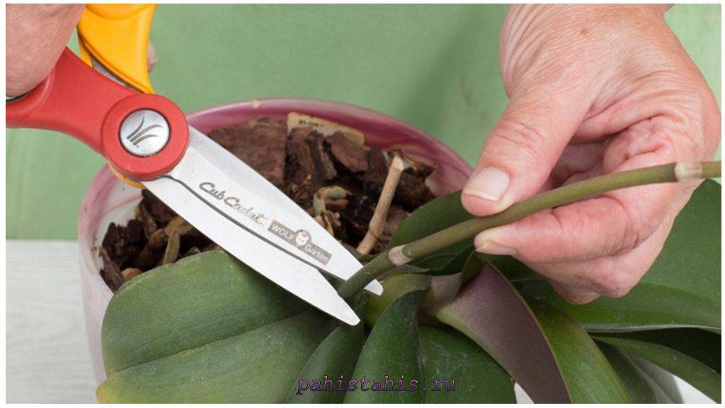 Инструкция, как правильно посадить орхидею в горшок