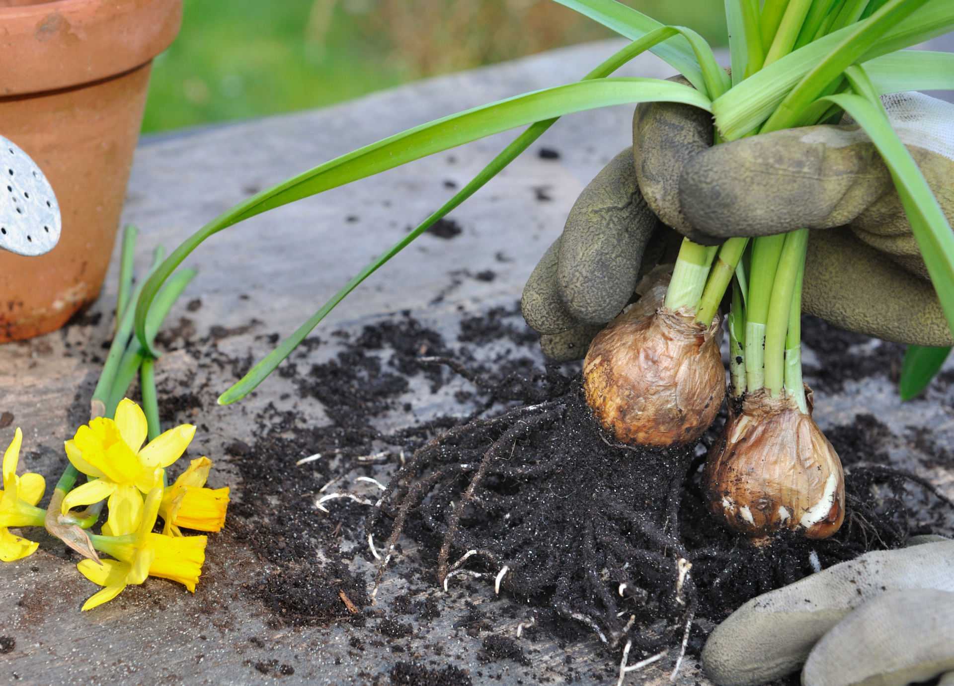 Нарциссы: когда можно выкапывать и высаживать луковицы – подробное руководство с фото [2019]