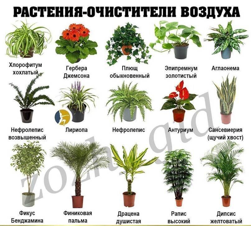 Названия и описание домашних растений и комнатных цветков с красными листьями