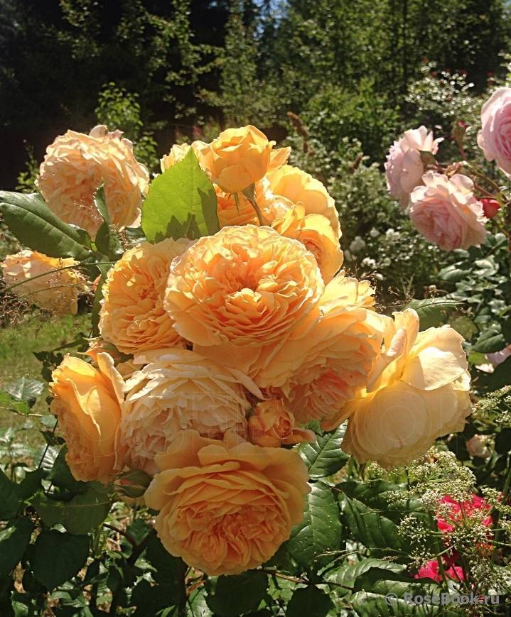 Роза «кроун принцесса маргарет»: описание сорта, фото и отзывы