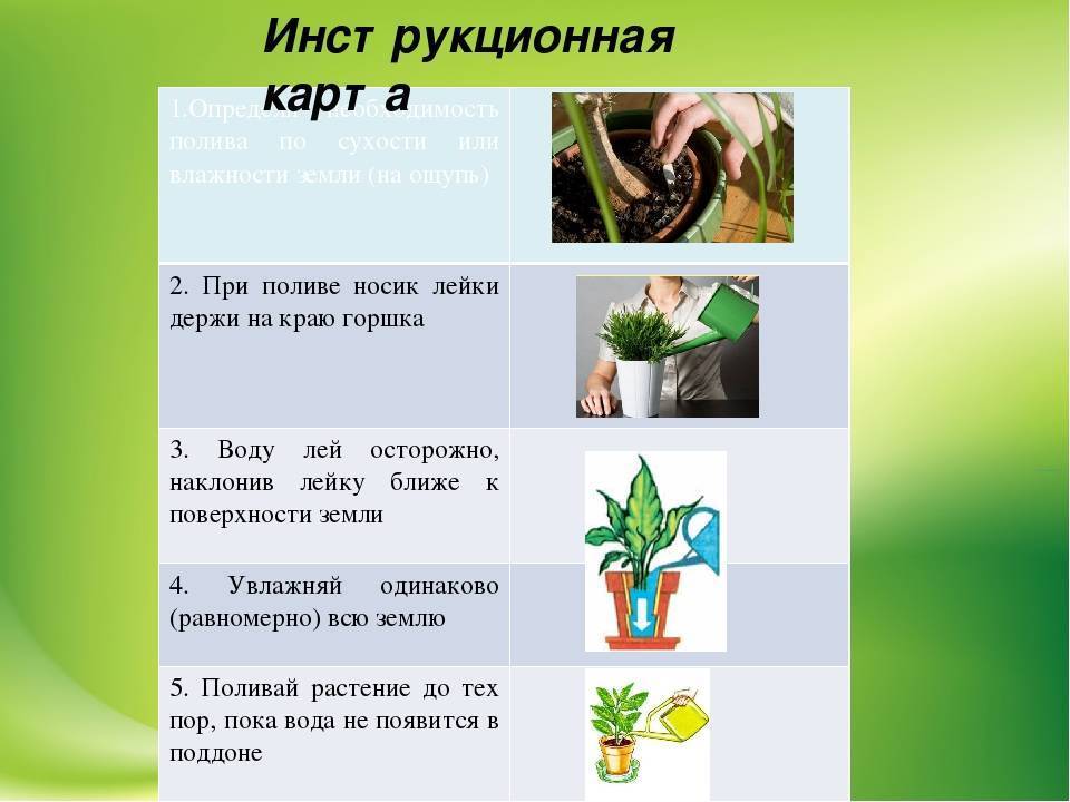 Плектрантус: уход и выращивание в домашних условиях | клуб цветоводов
