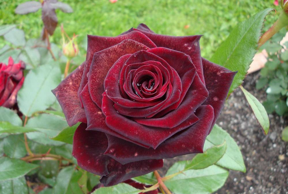 Роза черная магия (блэк мэджик): описание, причина популярности, агротехника, в декоре сада, фото сорта, отзывы
