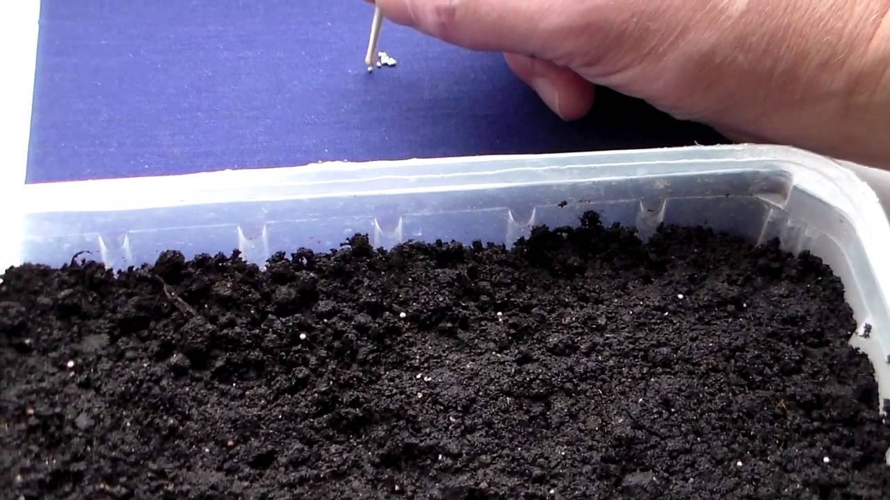 Выращивание флокса однолетнего друммонда из семян через рассаду пошагово с фото