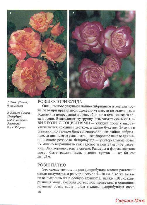 Плетистая роза амадеус: описание, фото, особенности посадки и ухода