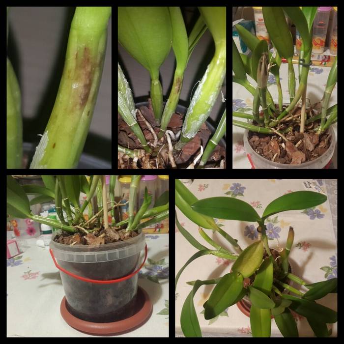 Орхидея каттлея – уход в домашних условиях, пересадка, фото видов и сортов