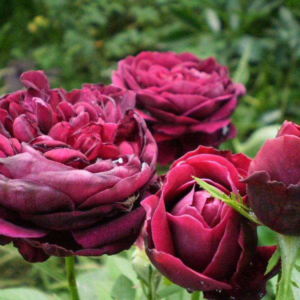 Описание кустовой розы сорта принц: что это за английский парковый цветок