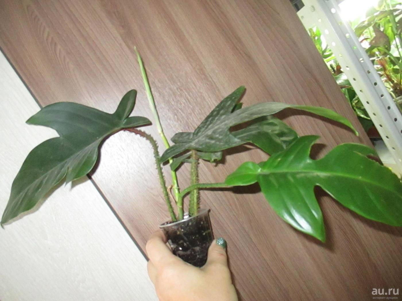 12 секретов выращивания филодендронов. уход в домашних условиях. фото — ботаничка