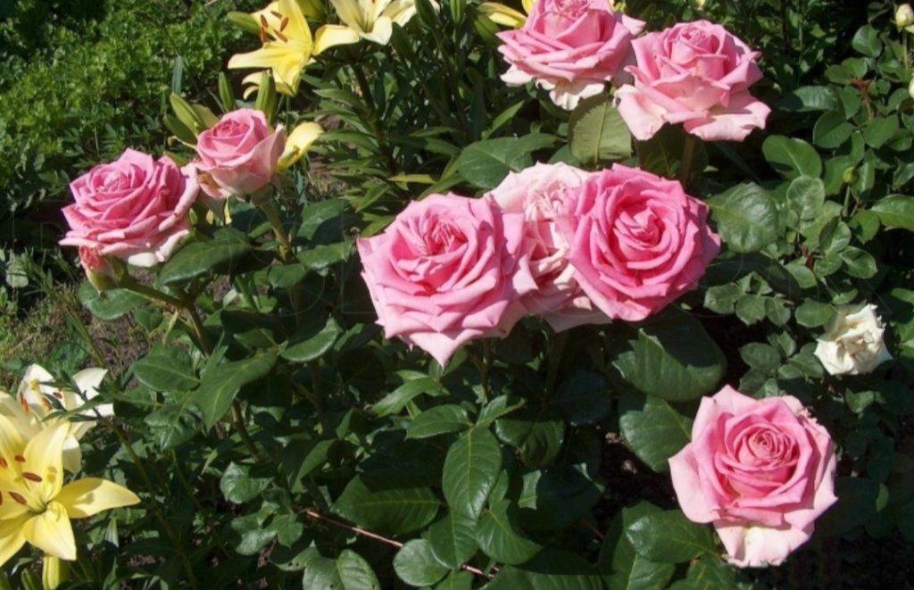 Описание чайно-гибридной розы сорта фредерик мистраль: как посадить и ухаживать