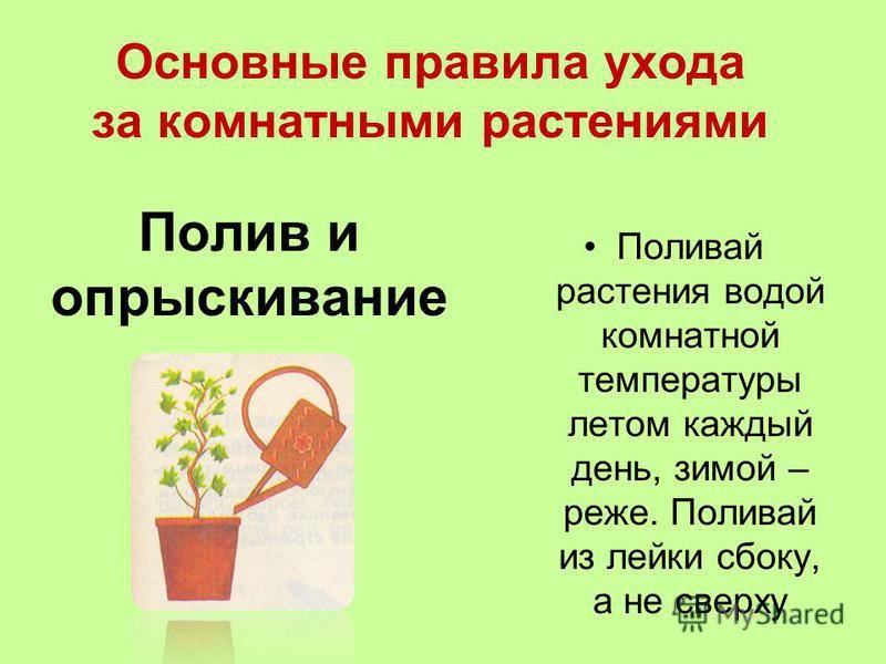 10 главных правил ухода за комнатными растениями - samisrykami.ru