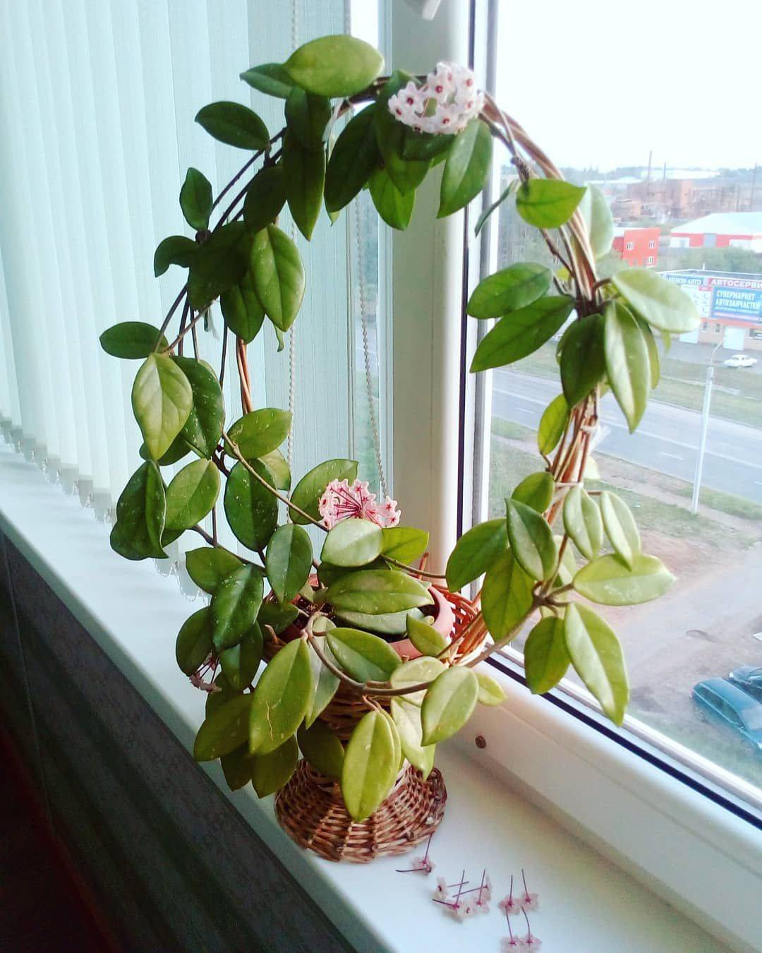 Хойя комнатное растение фото, цветок восковой плющ можно ли держать дома, отзывы