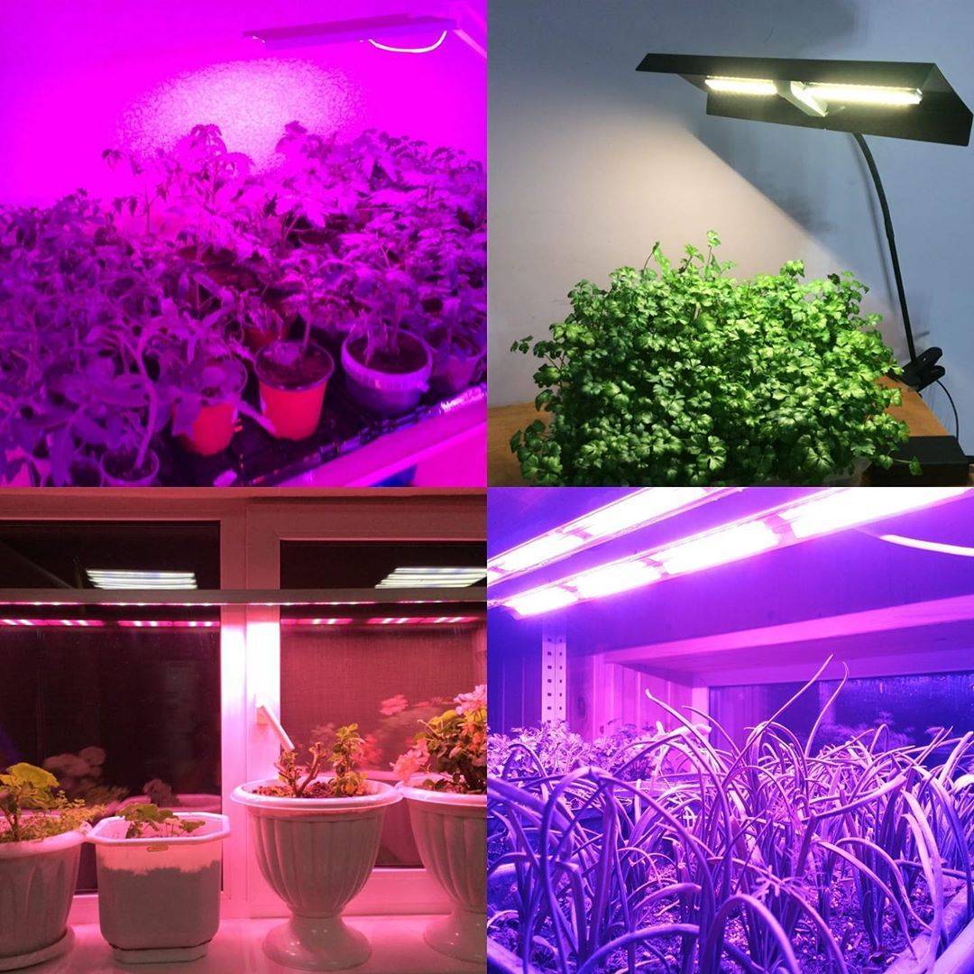 Как правильно подобрать для растений в комнате искусственное освещение - 1posvetu.ru