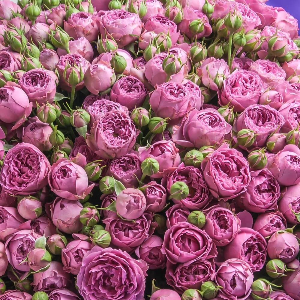 О розе misty bubbles: описание и характеристики сорта кустовой розы