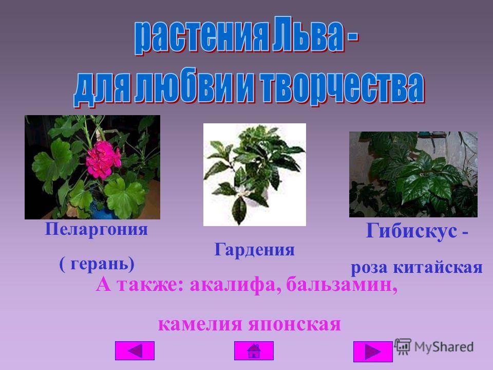 Какой ваш цветок по знаку зодиака (фото и описание)
