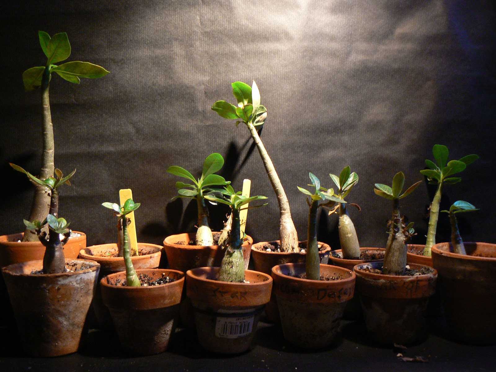 Как вырастить адениум из семян в домашних условиях: фото, отзывы