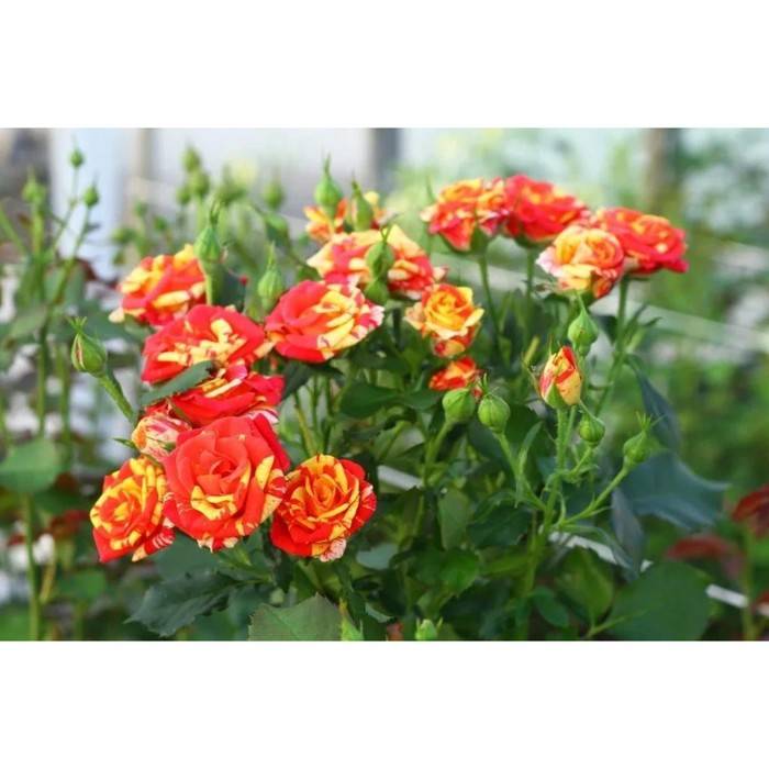 Спрей розы - особенности вида, описания сортов для выращивания в средней полосе