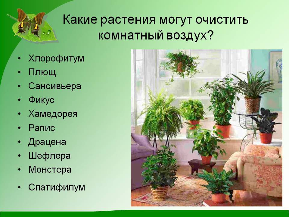 Растения и здоровье. полезные комнатные растения. применение. фото — ботаничка