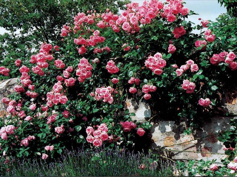 Плетистая роза хендель фото и описание