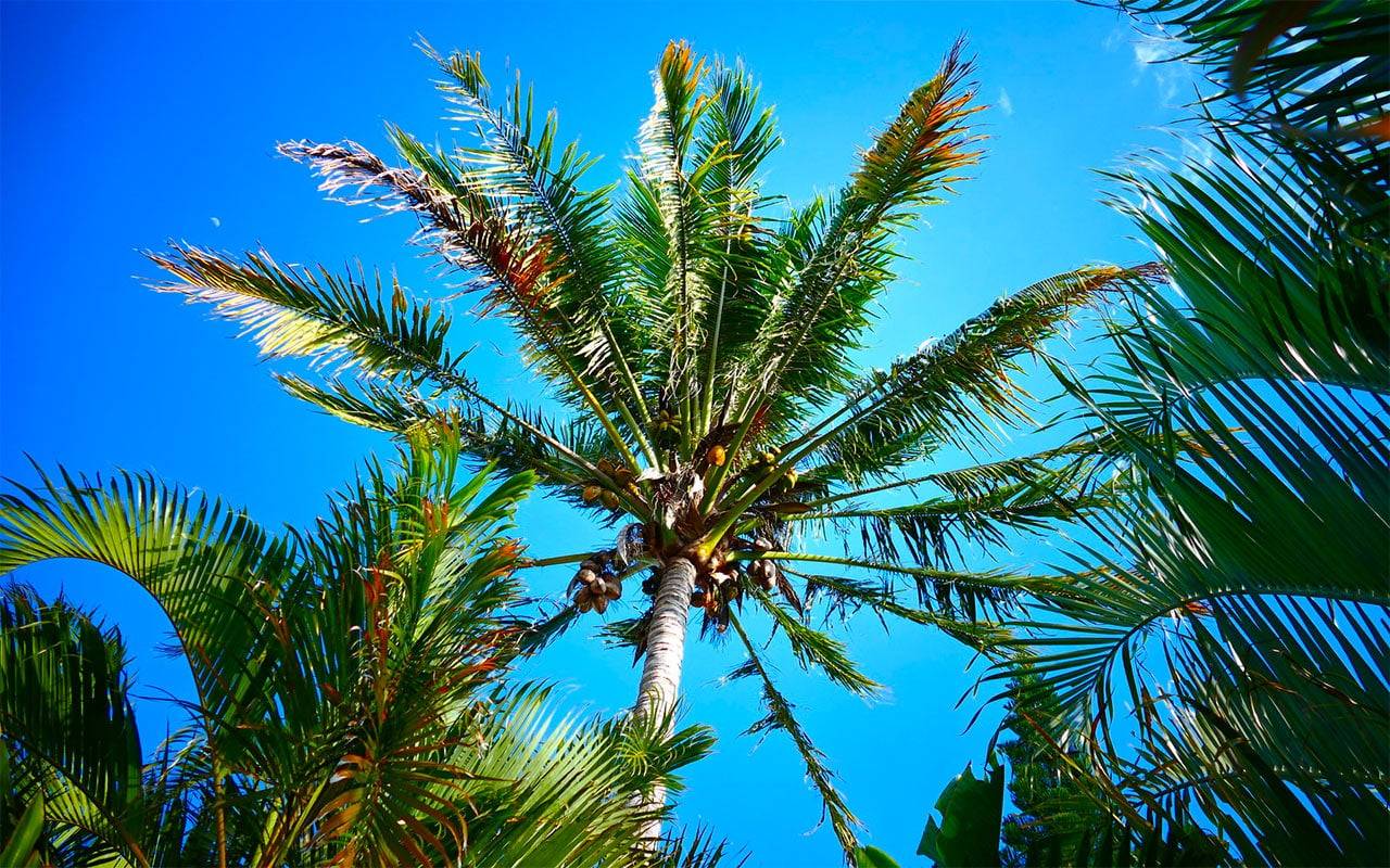 Где и как растут кокосы, сорта и особенности выращивания