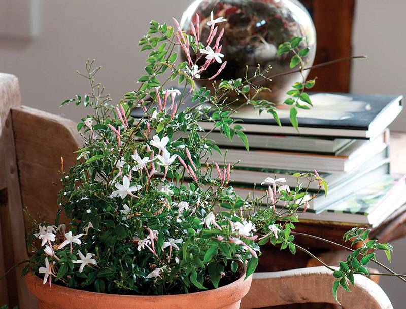 Ароматные растения для дома — натуральные ароматизаторы. | ароматы и цветы для здоровья-красоты