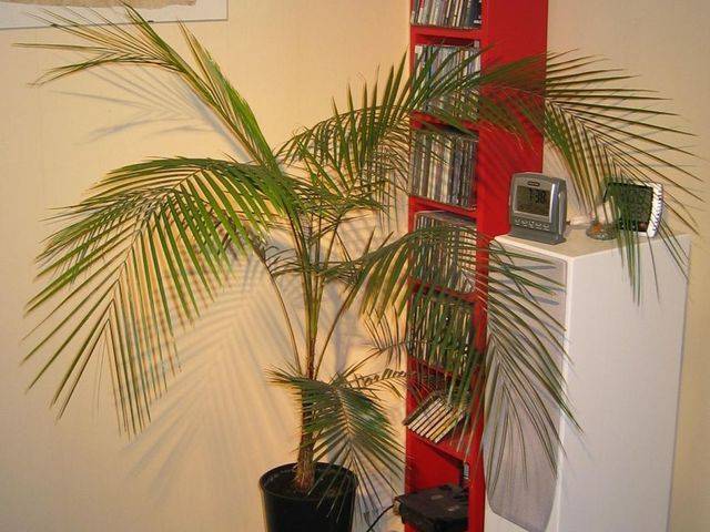 Литокариум — не совсем кокос. описание, виды. уход в домашних условиях. размножение. фото — ботаничка