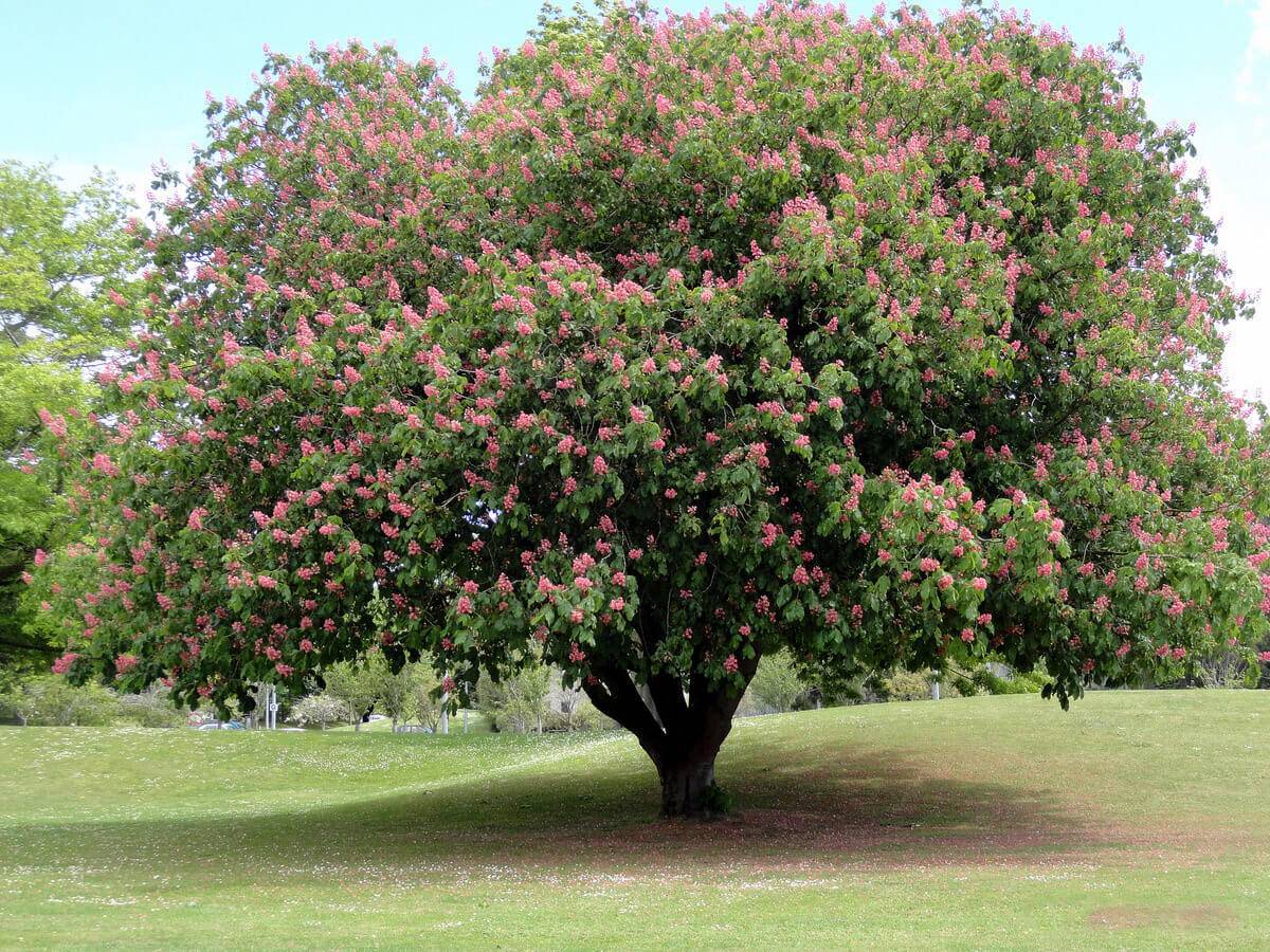 Конский каштан: описание дерева, особенности выращивания и ухода, способы размножения