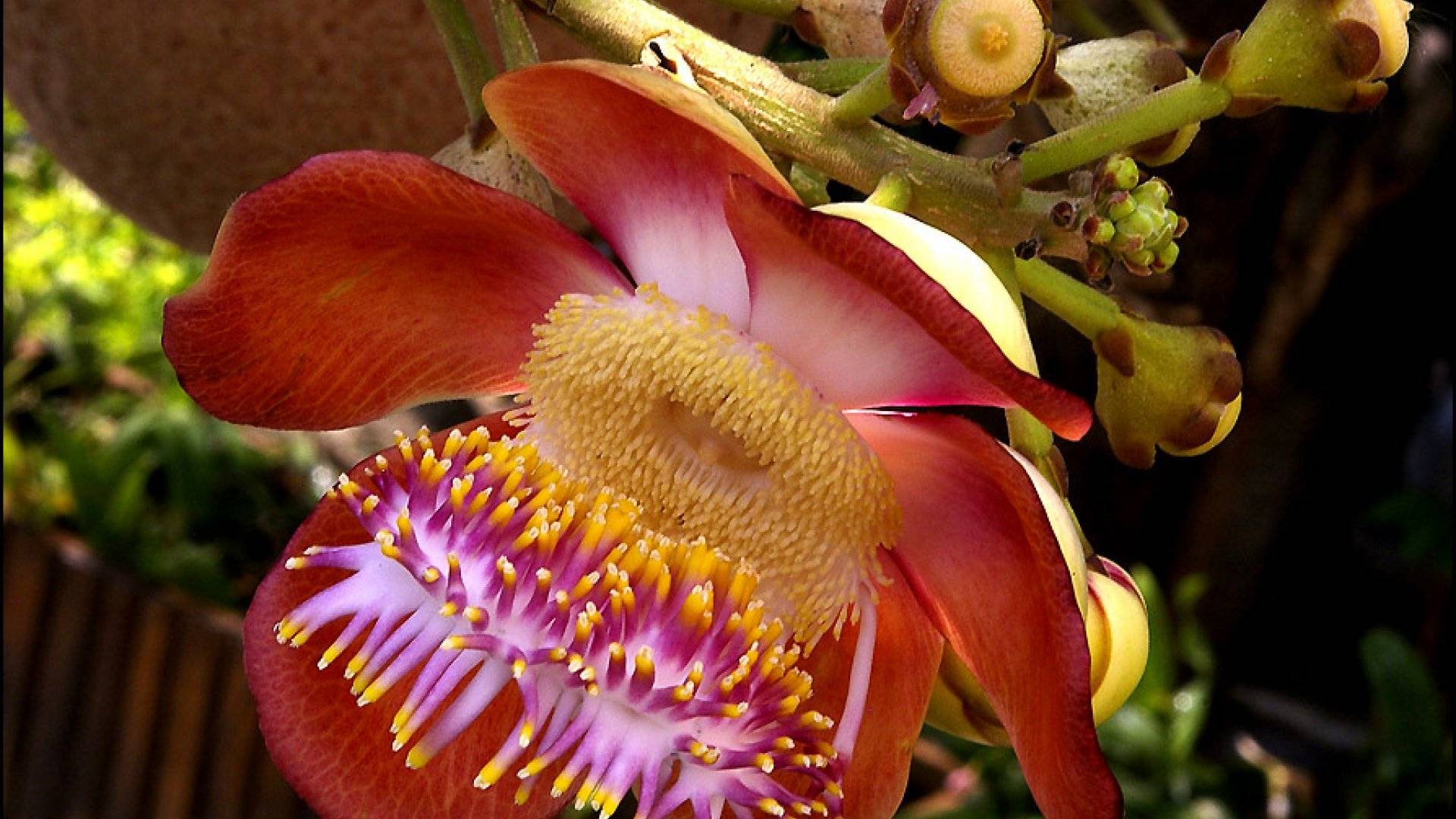 Виды необычных растений. Чили Сельва тропические цветы. Орхидея пассифлора. Растения экзоты. Редкие экзотические цветы.