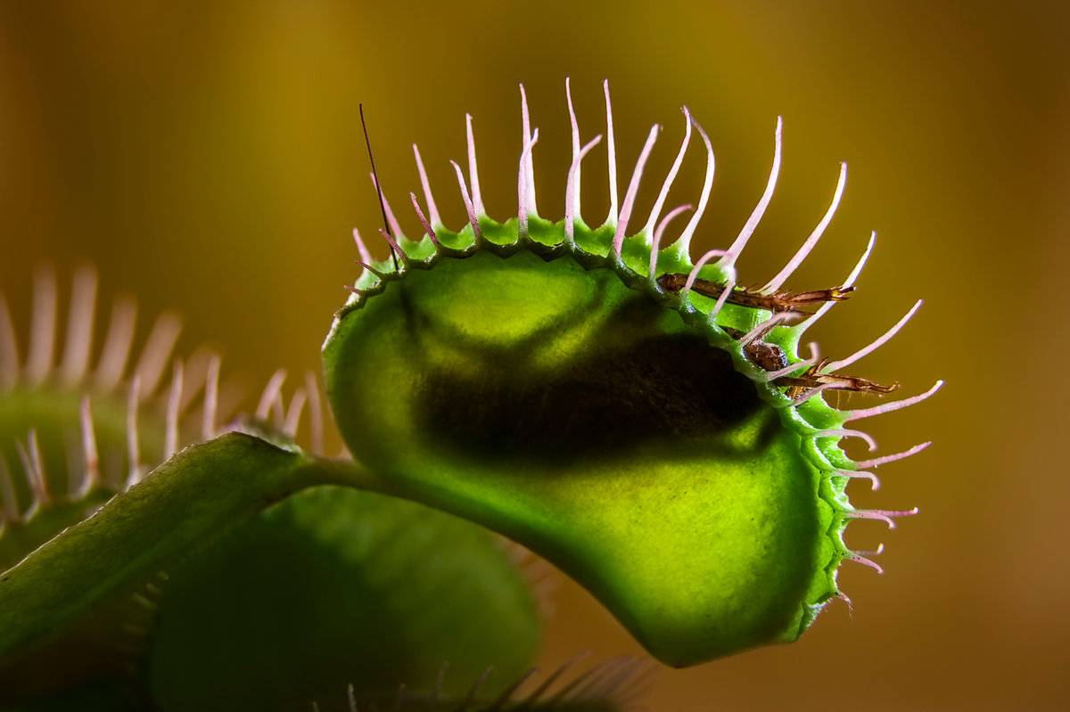 Удивительные экзотические хищники: как и какие насекомоядные растения можно вырастить дома