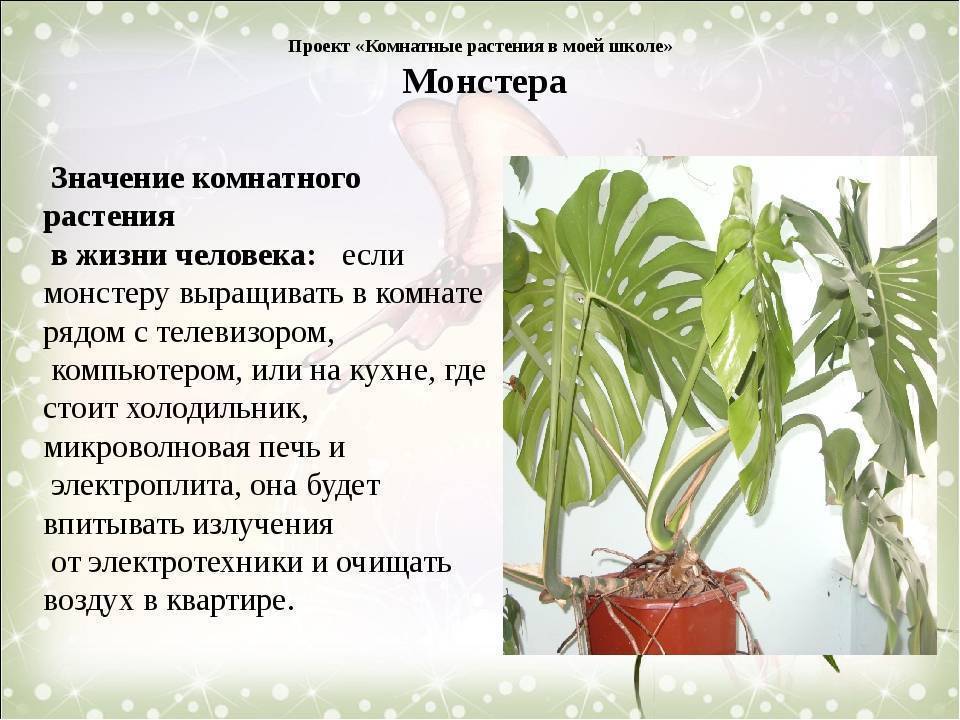 Комнатное растение монстера, уход, полив, размножение и болезни