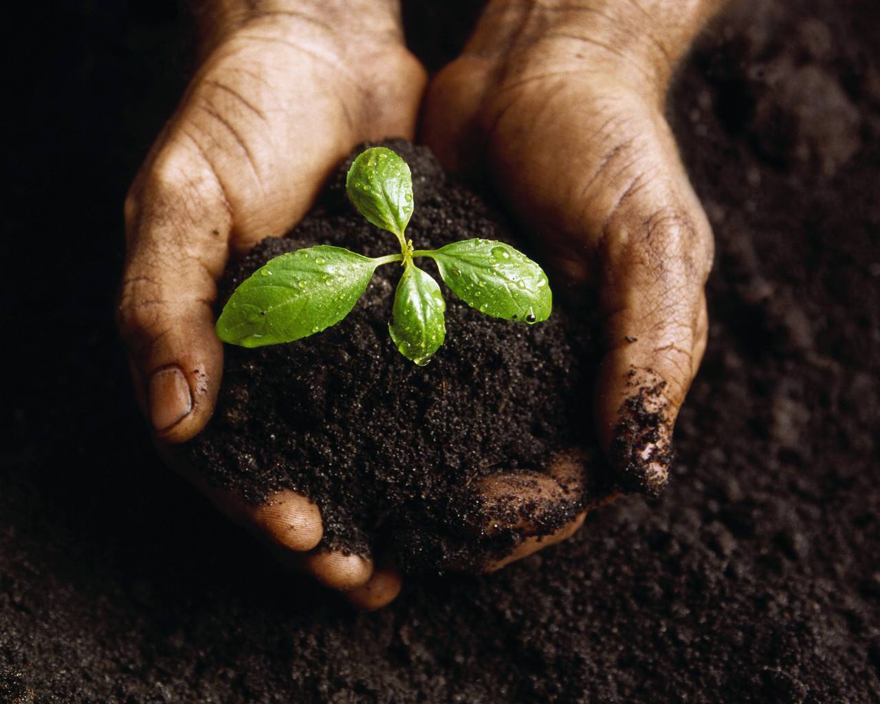 Какие растения улучшают почву