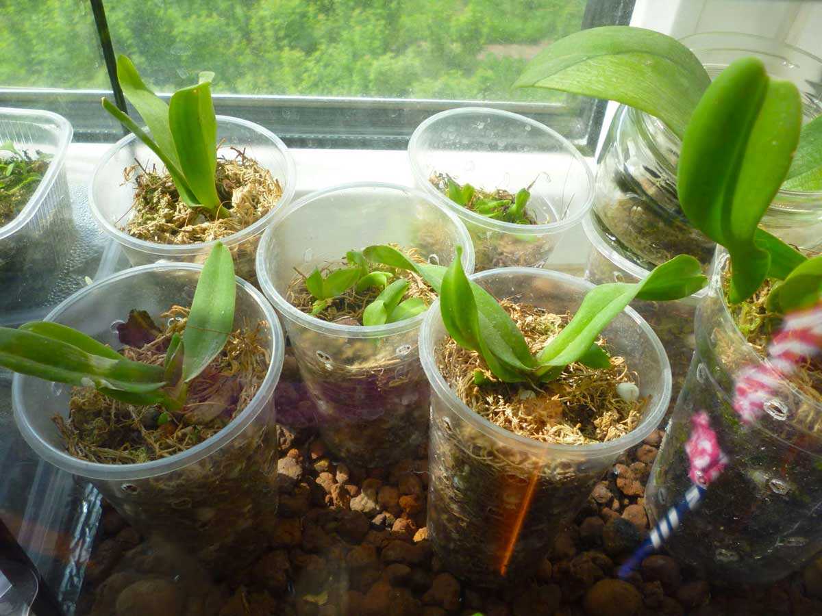 Как правильно посадить орхидею в домашних условиях: посадка семенами, отростками и детками, фото
