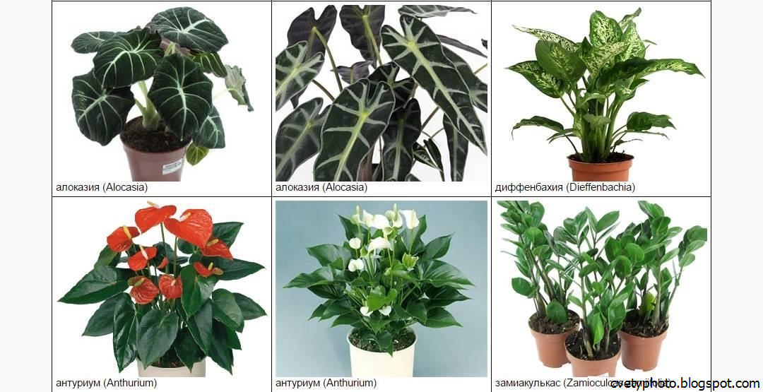 8 капризных комнатных растений, которые стоит выращивать новичкам
